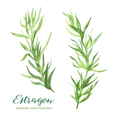 Estragon. Vektör suluboya resim