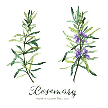 Rosemary. Vektör suluboya resim.