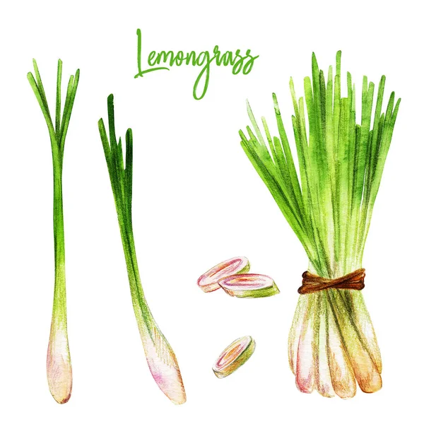 Lemongrass com fatias, ilustração aquarela — Fotografia de Stock
