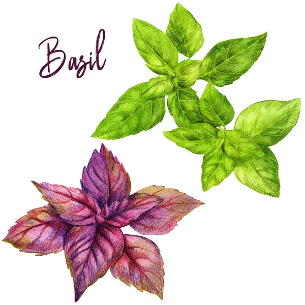 Green and red basil, watercolour illustration — Stock Photo, Image