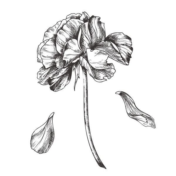Vintage floreale vettoriale illustrazione, incisione a mano clip art . — Vettoriale Stock