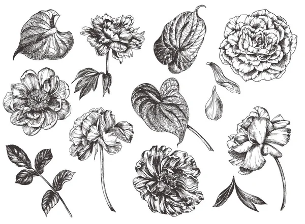 Vintage Floral vector illustratie, etsen met de hand getekend clip art. — Stockvector