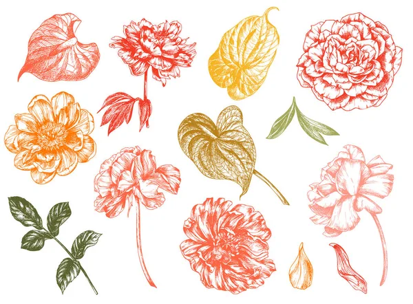 Ilustración vectorial floral vintage, grabado a mano dibujado clip art . — Archivo Imágenes Vectoriales