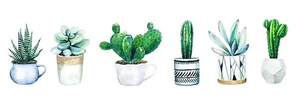 Sada šesti kaktusových rostlin a sukulentů — Stockový vektor