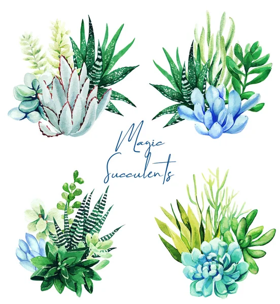 Conjunto de quatro aquarela brilhante suculento buquê de plantas —  Vetores de Stock