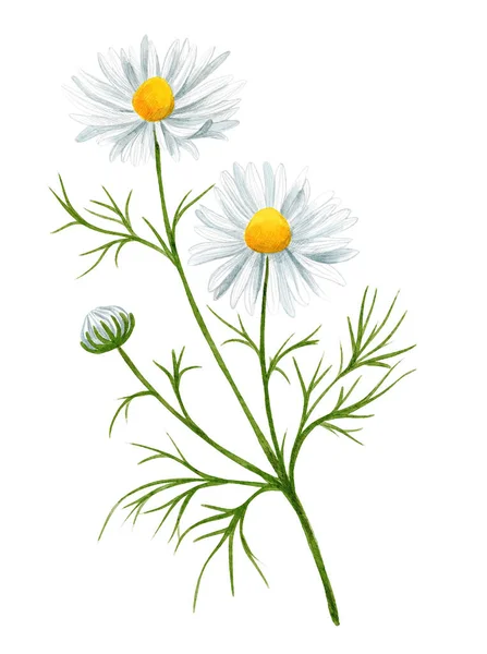 White daisy flower with bud and leaves, field flower. — Stock Photo, Image