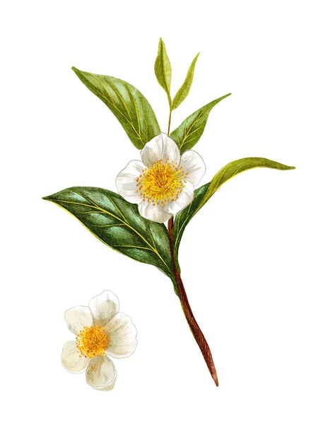 Camellia sinensis, rama de té verde con flores — Foto de Stock