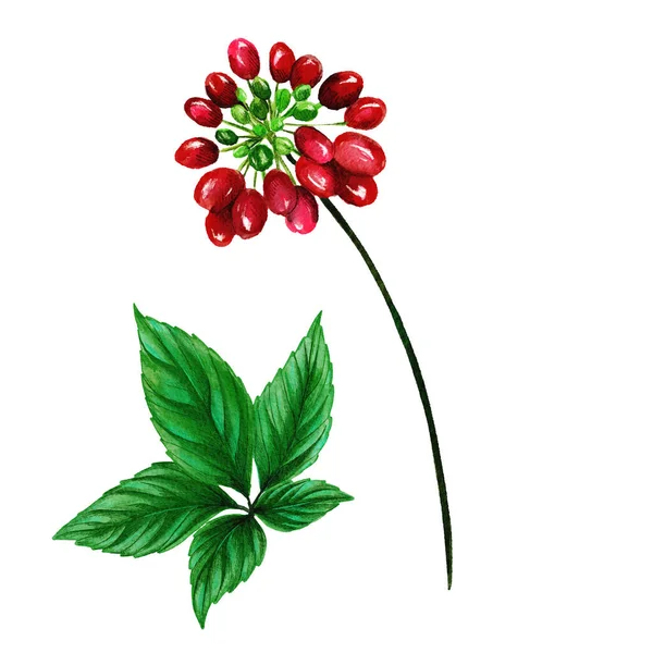Ginseng bogyók levelekkel, kézzel rajzolt akvarell — Stock Fotó