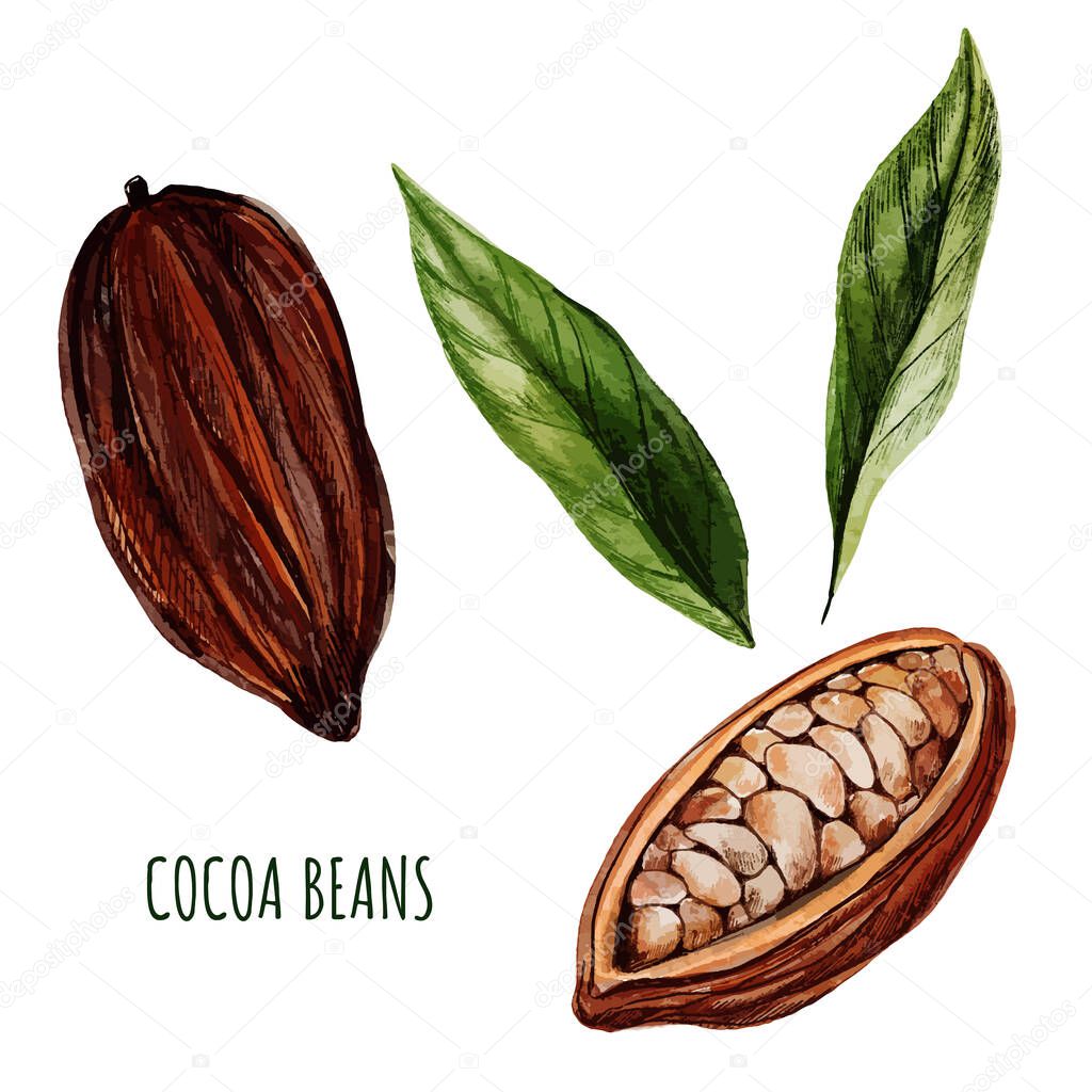 Cocoa beans and leaves. Hand drawn watercolor