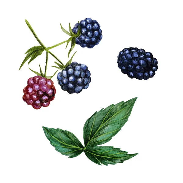 Brombeeren mit Blättern, frische Beeren. Handgezeichnet — Stockfoto