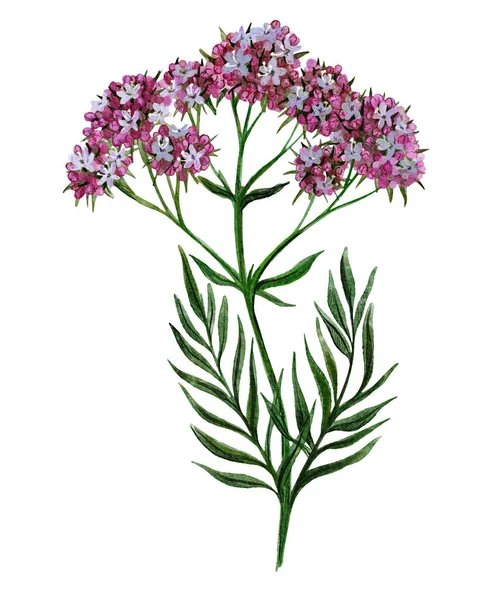 Planta de valeriana con flores, planta medicinal, Dibujado a mano — Foto de Stock