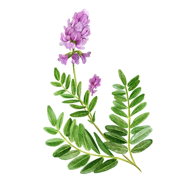 Astragalus mit Blüten und Blättern, Heilkraut — Stockfoto