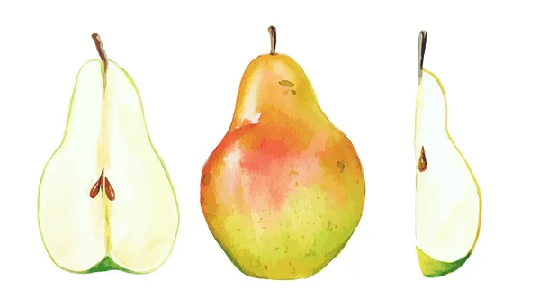 园中梨子及其部分，水彩水果 — 图库矢量图片