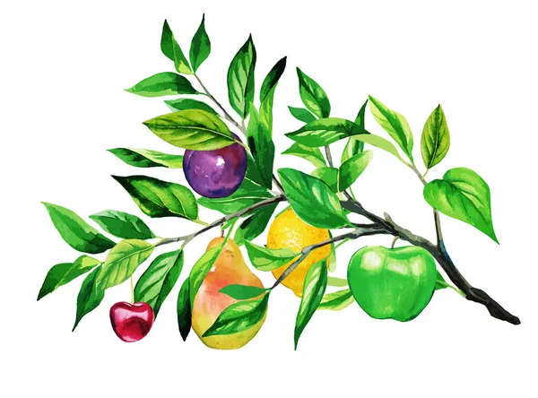 Olika akvarell frukter som växer på en gren — Stock vektor