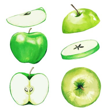 Yeşil elma, yarısı ve dilimler, suluboya meyve.