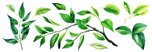 Conjunto de ramos verdes brilhantes com folhas — Fotografia de Stock