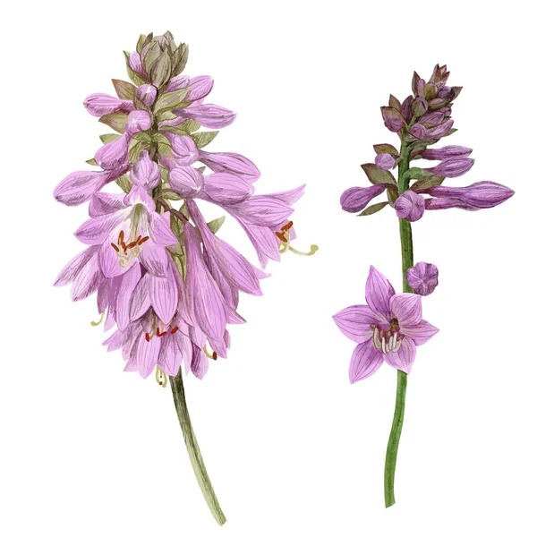 Delicadas flores de hosta violeta, vector dibujado a mano — Vector de stock