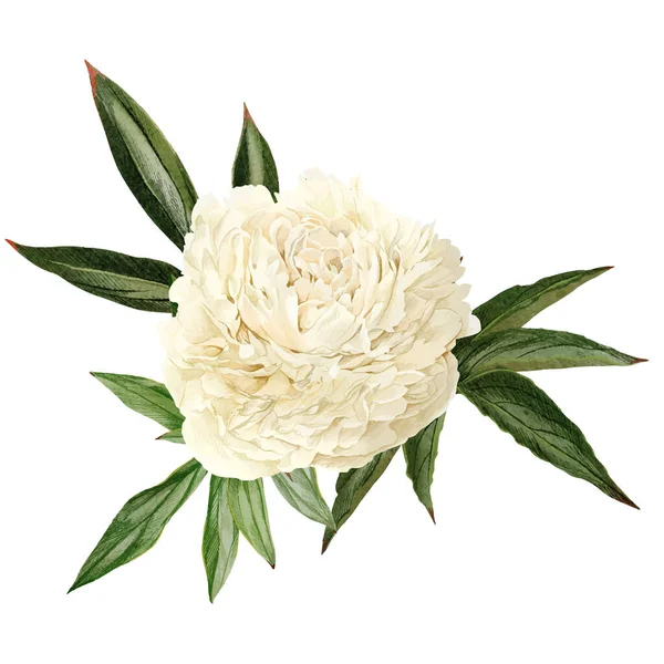 Fiore di peonia bianca con foglie, disegnato a mano — Vettoriale Stock