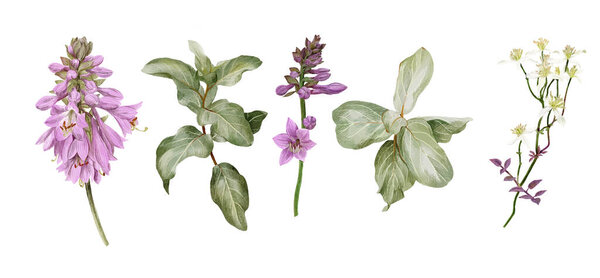 Hosta flowers, silverberry branches and white clematis