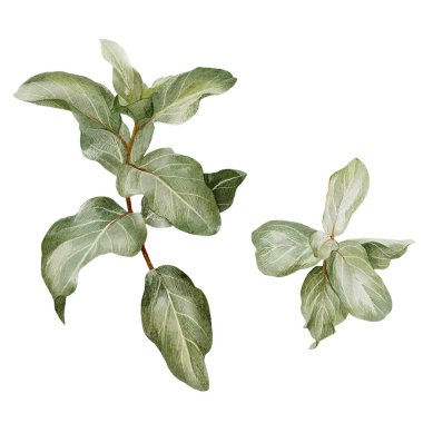 Gümüş çilek dalı, elaeagnus yaprakları, el yapımı.