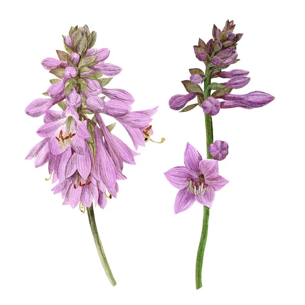 Delikatne fioletowe kwiaty hosta, ręcznie rysowane — Zdjęcie stockowe
