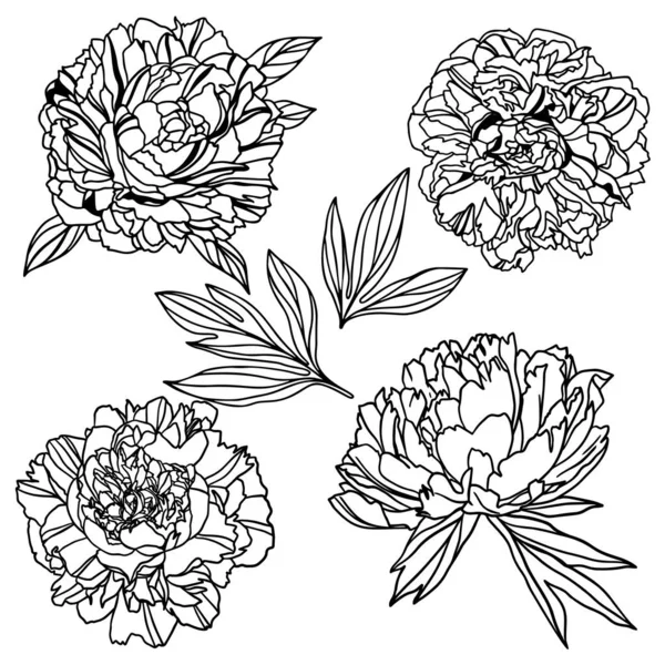 Peonie e foglie lussureggianti, arte vettoriale disegnata a mano — Vettoriale Stock