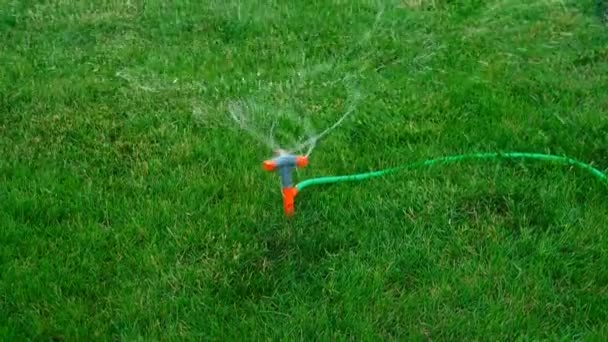 Lawn Sprinkler in Action. Garden Sprinkler Watering Grass. — Stock Video