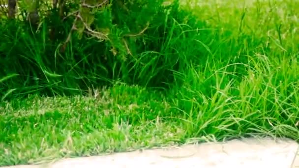 Астрахань, Россия, 27 мая 2018 года: газонокосилка марки "Макита" на работе. Косилка стрижет траву в саду — стоковое видео