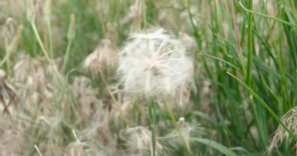 Löwenzahnsamen Kopf Makro-Nahaufnahme. Pusteblume im grünen Gras. 4k — Stockvideo