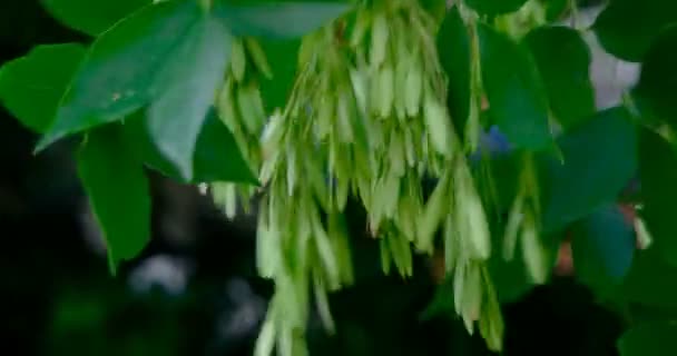 Common Ash Tree Seeds Hanging From Branch — Stock Video