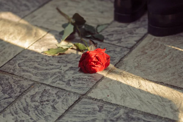 Rose On Pavement, Lost Love Concept — Stock Photo, Image
