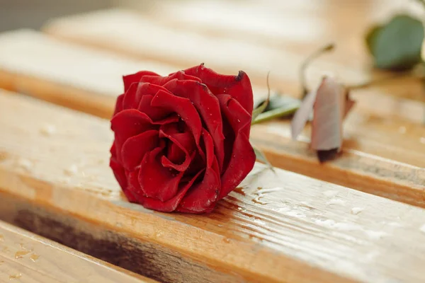 Rose Flower On Bench — Stock Photo, Image
