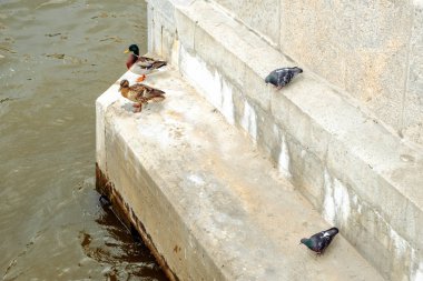 Şehir kuşlar gündoğumu adlı bir grup