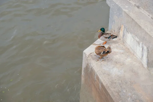 Mallard duck male and female couple perched on steps of Moskow-river embankment, copyspace on water. — Stock Photo, Image