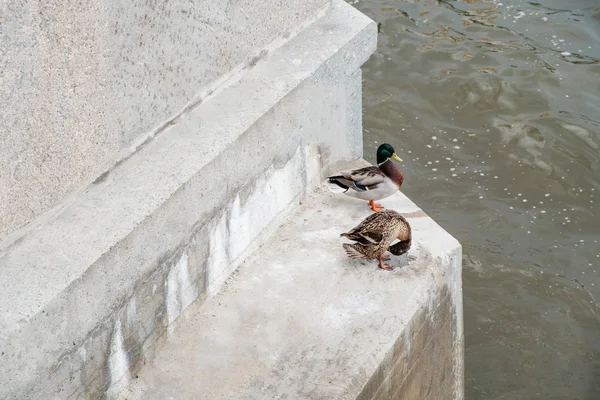 Mallard duck male and female couple perched on steps of Moskow-river embankment, copyspace — Stock Photo, Image
