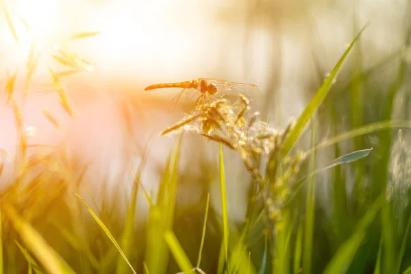 Hierba con libélula al atardecer. Silueta de libélula sentada en la punta de la hierba sobre el fondo de un estanque borroso — Foto de Stock