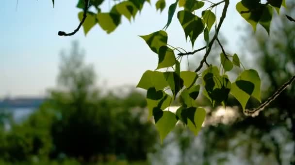 Światła dziennego w parku drzewa brzoza z cieniami ciężkie — Wideo stockowe