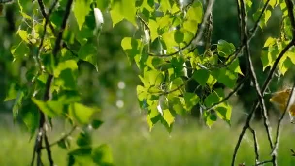 Springtime i park med Björk lämnar närbild bakgrundsbelyst — Stockvideo