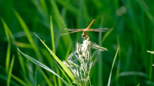 Dragonfly στην λεπίδα του χόρτου — Αρχείο Βίντεο