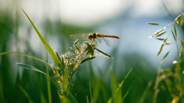 Στηργμένος Dragonfly στην λεπίδα της χλόης — Αρχείο Βίντεο