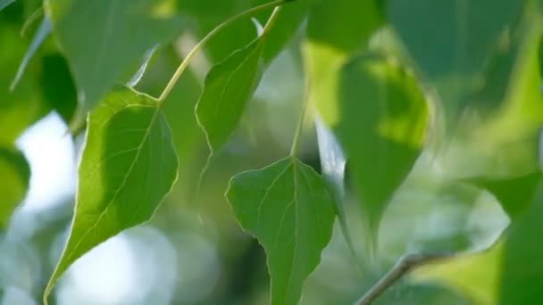 Birch tree leaves macro in the day sun — Stock Video