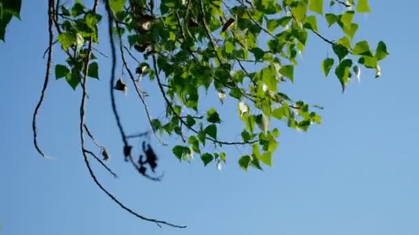 Березові гілки з зеленим листям, що рухаються на вітрі перед небом — стокове відео