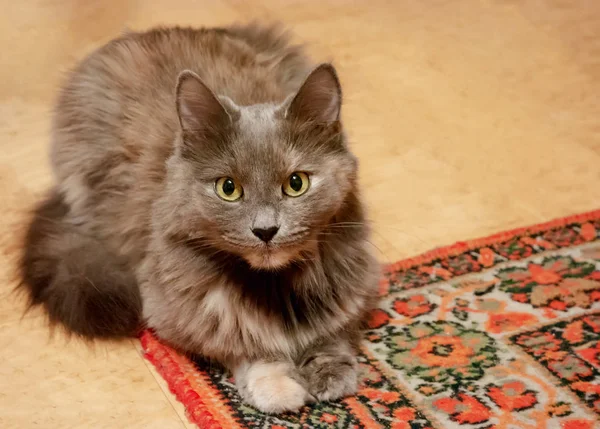 Gato en la esquina de la alfombra. Hermoso gato en la casa —  Fotos de Stock