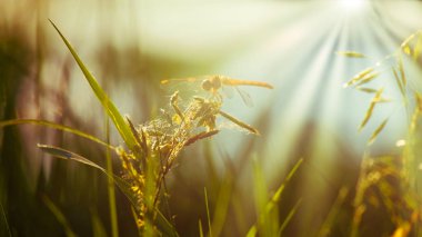 Çimen üzerinde dinlenme yusufçuk