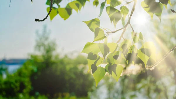 Gün ışığı ile sert gölgeler huş ağacı parkta — Stok fotoğraf