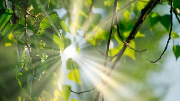 Closeup of beautiful spring branches of birch tree with green leaves. — Stock Photo, Image