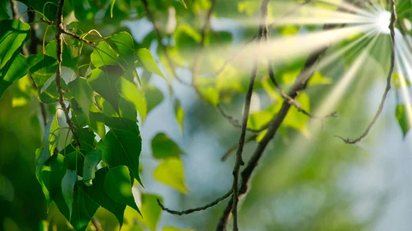 Primer plano de hermosas ramas de primavera de abedul con hojas verdes. Imágenes en tiempo real de 4K UHD . — Foto de Stock