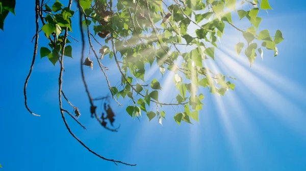 Ramas de abedul con hojas verdes moviéndose en el viento frente al cielo —  Fotos de Stock