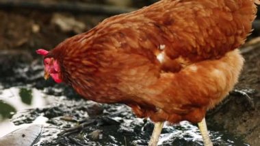 Su birikintisi çamur içinde organik bir çiftlikte gagalamayı ücretsiz aralığı tavuk
