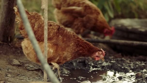 Két csirke, a sár mellett egy koszos pocsolya, ökológiai baromfitenyésztési séta — Stock videók